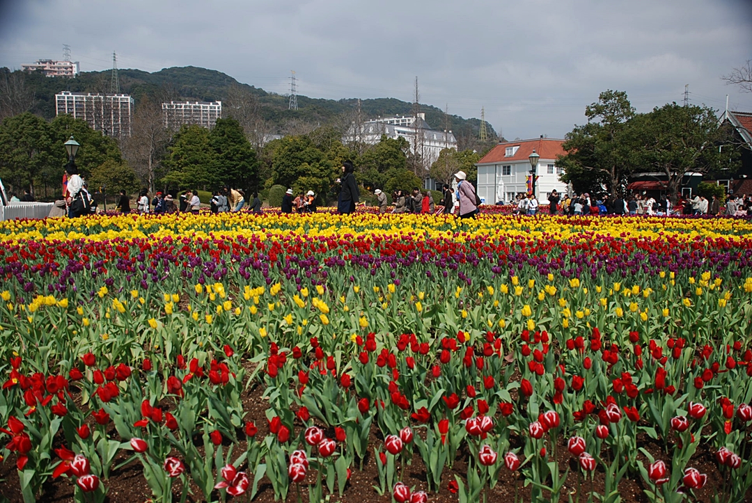 Tulip Garden Nagazaki